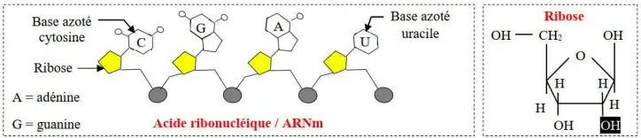 Expression de l’information génétique
